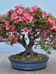 Rhododendron (Azalea)