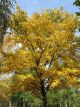 Black Birch (Betula Lenta)