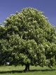 Horse Chestnut (Aesculus Hippocastanum)