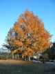 Chinese Sweet Gum