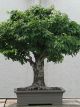 Japanese Elm (Zelkova Serrata)