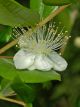 Myrtle (Myrtus Comunis)