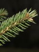 Norway Spruce 