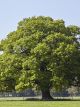 English Oak (Quercus Robar)