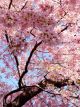 Cherry (Prunus Sakura)