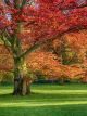 Red Oak (Quercus Rubra)