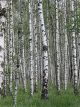 Silver Birch (Betula Pendula)