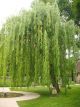 Weeping Willow (Salix)