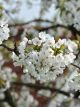 Wild Cherry (Prunus Avium)