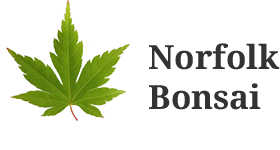 Norfolk Bonsai